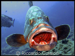 Open Your Mouth.... Please !!!!
Shoot taken with my Cano... by Riccardo Colaiori 